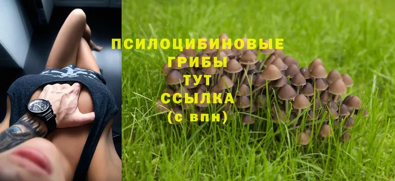 Псилоцибиновые грибы Psilocybine cubensis  купить закладку  Пролетарск 